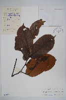 紫玉盤藏品圖，第1張