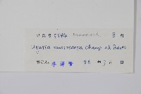 紫玉盤藏品圖，第2張