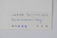 海南蕊木藏品圖，第2張