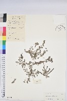 伏生大戢藏品圖，第1張