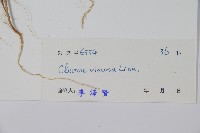 向天黃藏品圖，第2張