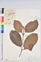 登錄號:S033594藏品圖，第1張