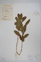 長春花藏品圖，第1張