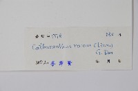 長春花藏品圖，第2張