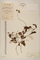 蔓澤蘭藏品圖，第1張