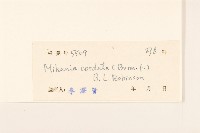 蔓澤蘭藏品圖，第3張