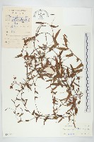 登錄號:S033607藏品圖，第1張