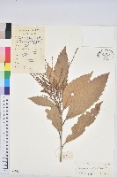 印度苦櫧藏品圖，第1張