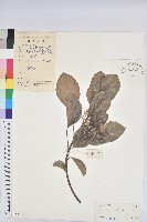 黃桐藏品圖，第1張