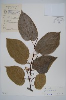 長毛八角楓藏品圖，第1張