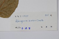 長毛八角楓藏品圖，第2張