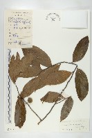 海南毒鼠子藏品圖，第1張