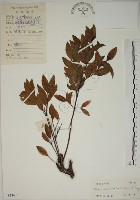 南嶺蕘花藏品圖，第1張