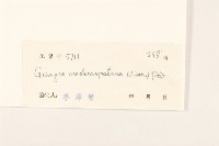 線球菊、田基黃藏品圖，第3張