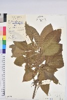 巴西橡膠樹、橡膠樹藏品圖，第1張