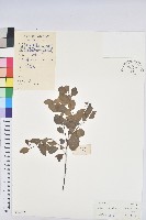 白飯樹藏品圖，第1張