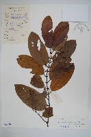 黑風藤藏品圖，第1張