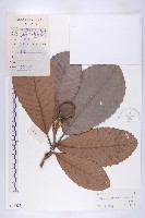 大花五椏果藏品圖，第1張