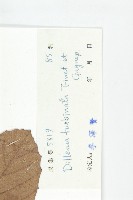 大花五椏果藏品圖，第3張