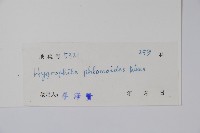 水蓑衣藏品圖，第2張