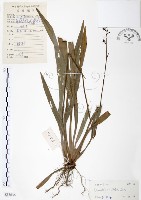 桔梗蘭藏品圖，第1張