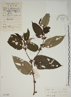 山黃麻藏品圖，第1張