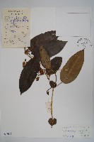 天星藤藏品圖，第1張