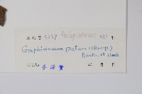 天星藤藏品圖，第2張