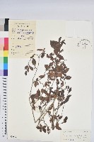 寬昭巴豆藏品圖，第1張