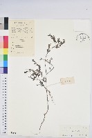 小返魂藏品圖，第1張