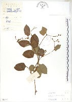 火炭母草、清飯藤藏品圖，第1張