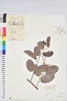 方葉五月茶藏品圖，第1張