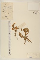 線球菊、田基黃藏品圖，第1張