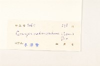 線球菊、田基黃藏品圖，第3張