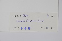 假鷹爪藏品圖，第2張