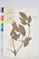 粗糠柴藏品圖，第1張