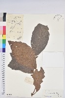 登錄號:S033666藏品圖，第1張