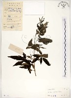 黃荊藏品圖，第1張