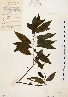 山胡椒藏品圖，第1張