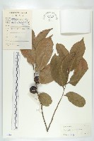 五指山柿藏品圖，第1張