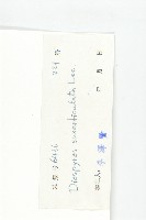 五指山柿藏品圖，第3張