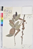 登錄號:S033687藏品圖，第1張