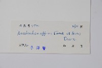 小錦蘭藏品圖，第2張