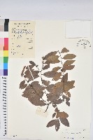 土密樹藏品圖，第1張