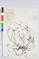 地楊桃藏品圖，第1張