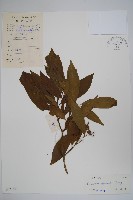 藥用狗牙花藏品圖，第1張