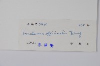 藥用狗牙花藏品圖，第2張