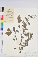 龍眼睛藏品圖，第1張