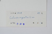 青葙藏品圖，第2張