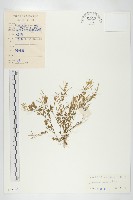 碎米薺藏品圖，第1張